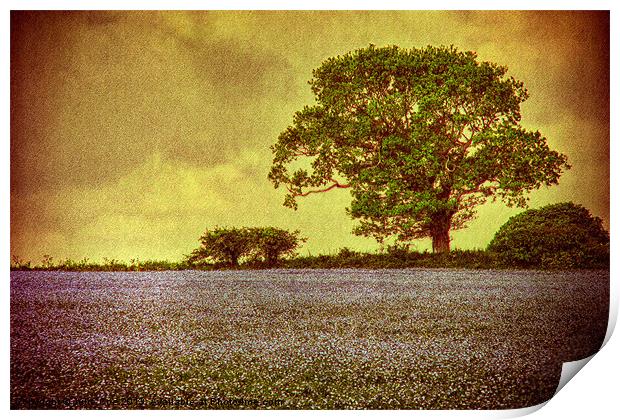 Tree In A Field Print by Julie Coe