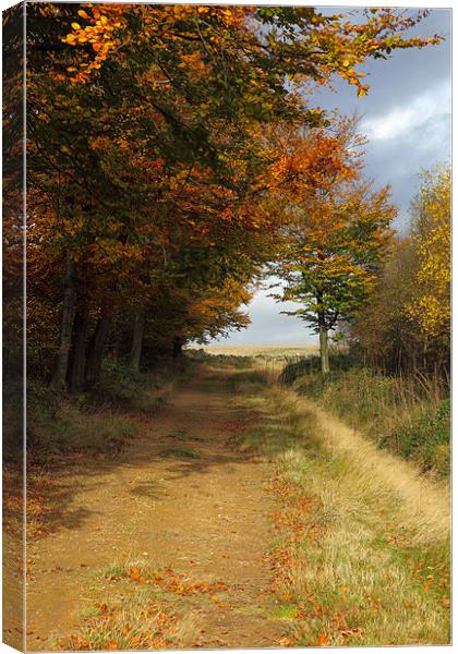 Autumn In North Yorkshire Canvas Print by David Bretnall