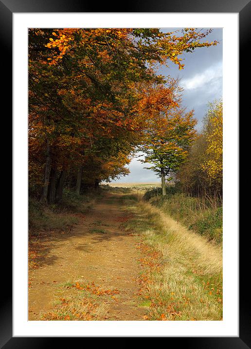 Autumn In North Yorkshire Framed Mounted Print by David Bretnall