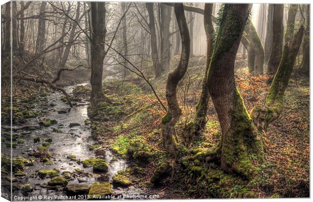 Mystic Woods Canvas Print by Ray Pritchard