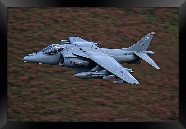 Harrier low level Framed Print by Rachel & Martin Pics