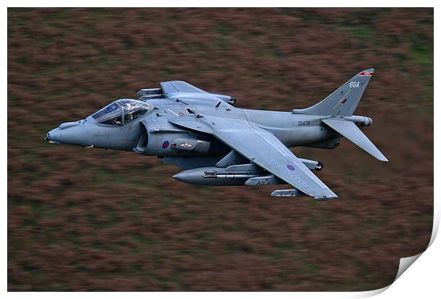 Harrier low level Print by Rachel & Martin Pics