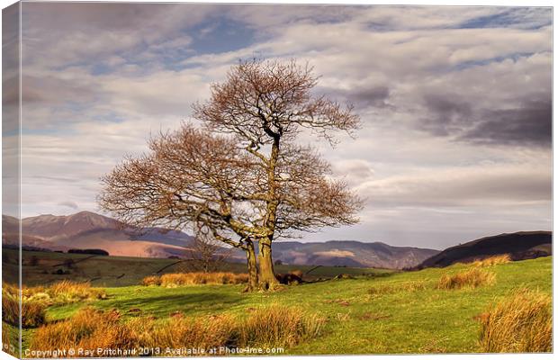 Tree Against Mountains Canvas Print by Ray Pritchard