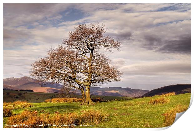 Tree Against Mountains Print by Ray Pritchard