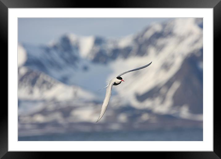 Arctic Tern, Svalbard Framed Mounted Print by chris dobbs