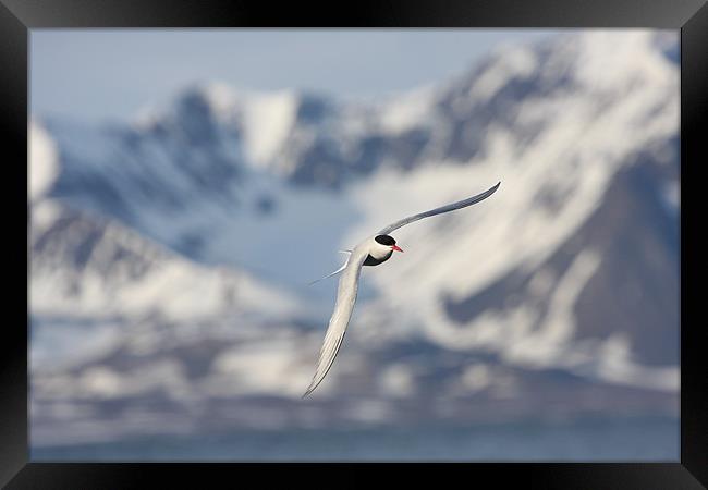 Arctic Tern, Svalbard Framed Print by chris dobbs