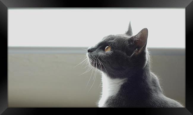 Cat looking up to the sky Framed Print by Marc Reeves