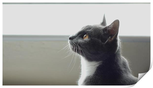 Cat looking up to the sky Print by Marc Reeves