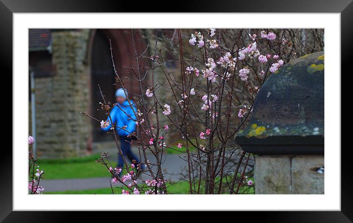 Church flowers pink Framed Mounted Print by Marc Reeves