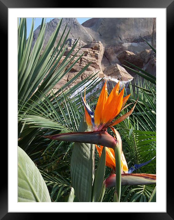 Bird of Paradise  Framed Mounted Print by Les Morris