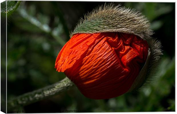 popping open Canvas Print by Jo Beerens