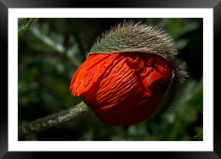 popping open Framed Mounted Print by Jo Beerens
