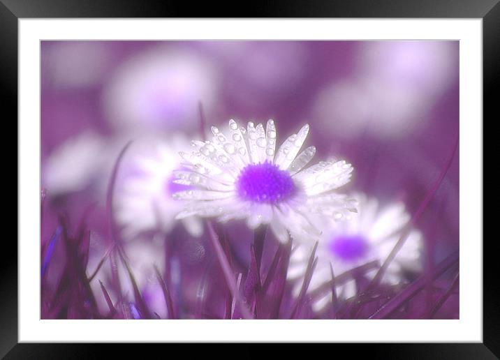 In A Dream  Framed Mounted Print by Robert Gillespie