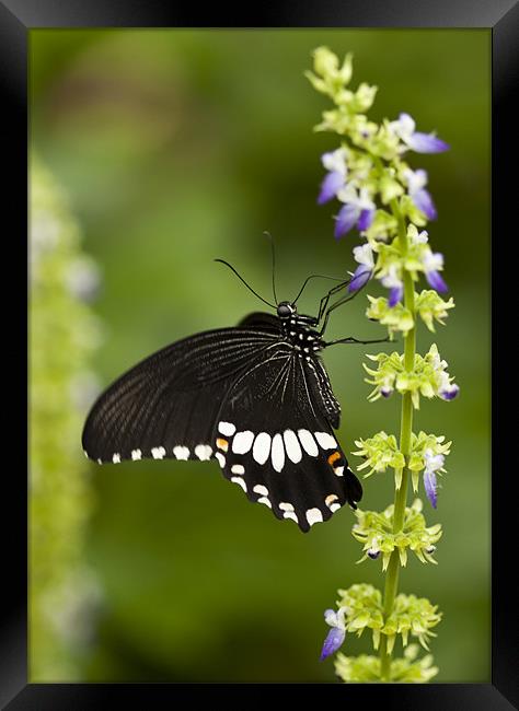 Butterfly Framed Print by Catherine Joll