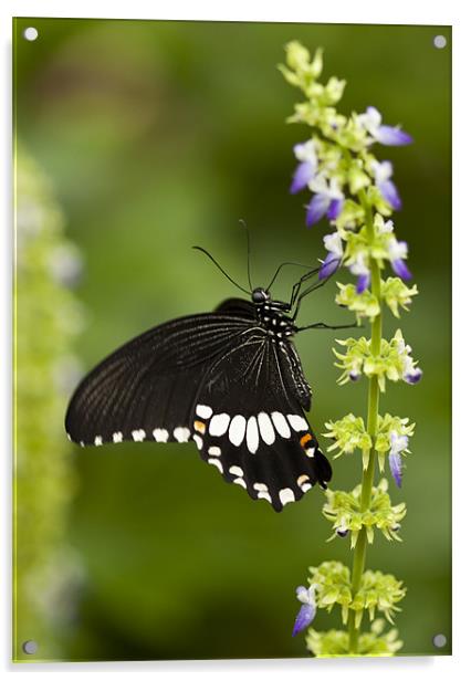 Butterfly Acrylic by Catherine Joll