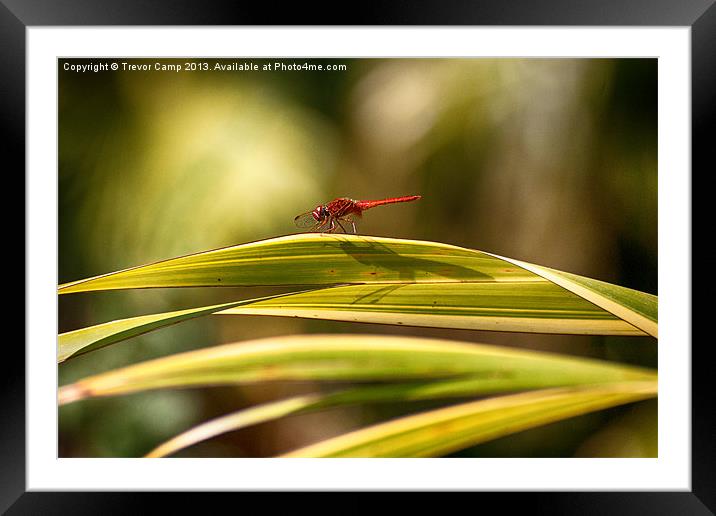 Sunbathing Dragonfly Framed Mounted Print by Trevor Camp