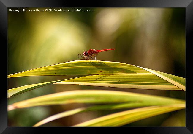 Sunbathing Dragonfly Framed Print by Trevor Camp