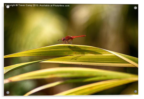 Sunbathing Dragonfly Acrylic by Trevor Camp