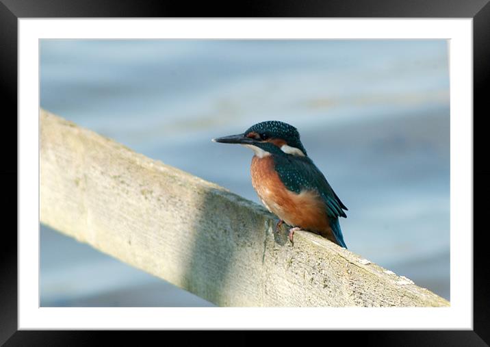 kingfisher Framed Mounted Print by Carol Young
