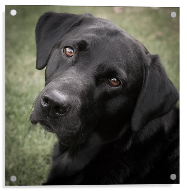 Black Labrador - Harry Acrylic by Simon Wrigglesworth