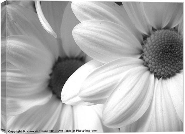Black and White Daisy Canvas Print by james richmond