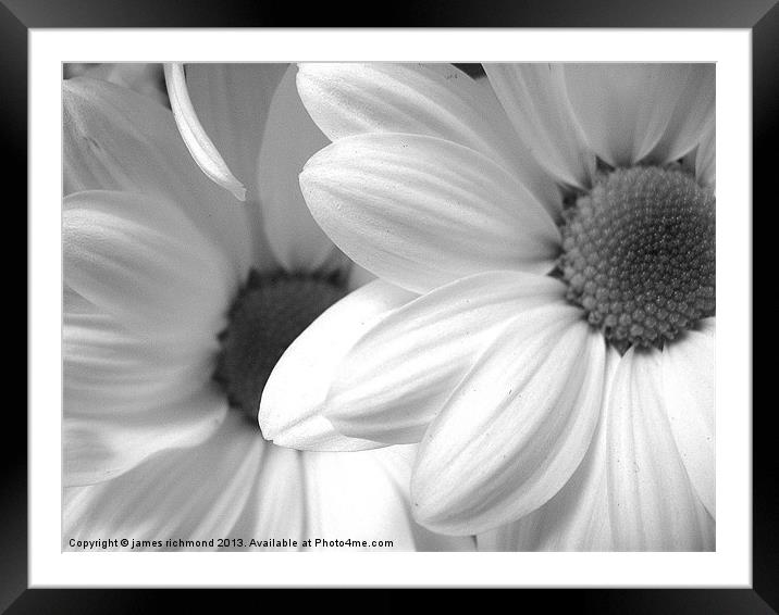 Black and White Daisy Framed Mounted Print by james richmond