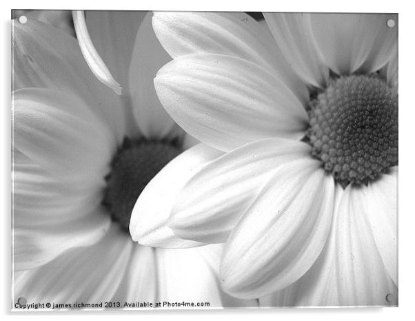 Black and White Daisy Acrylic by james richmond