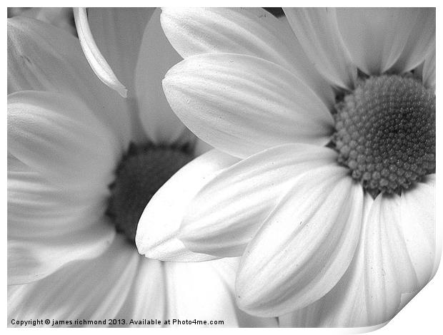 Black and White Daisy Print by james richmond