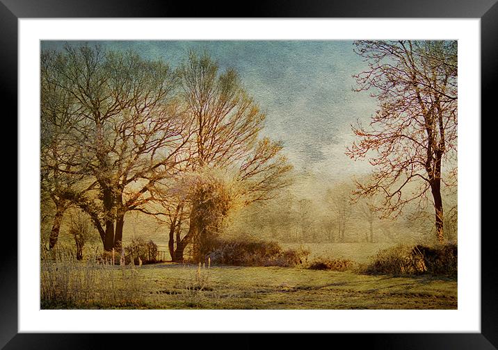 The light through the trees Framed Mounted Print by Dawn Cox