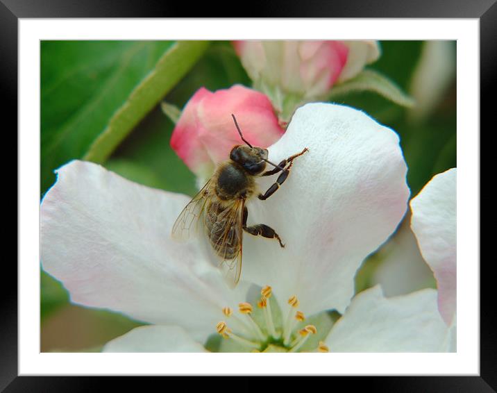Bee claws  Framed Mounted Print by Alberto Komlosi