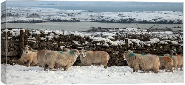 Sheep in snow Canvas Print by Gail Johnson