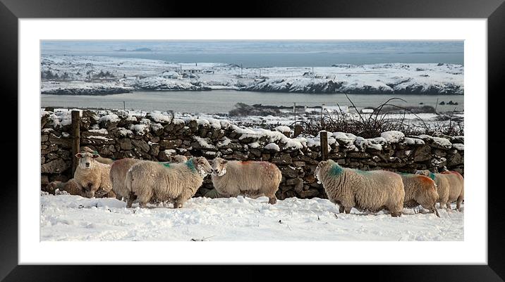 Sheep in snow Framed Mounted Print by Gail Johnson