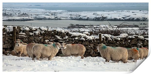 Sheep in snow Print by Gail Johnson