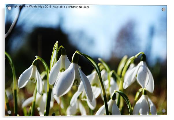 Signs of Spring Acrylic by Chris Wooldridge
