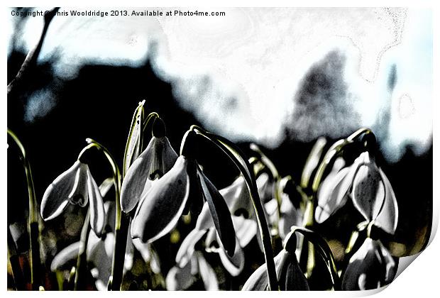 Signs of Spring - Dark Print by Chris Wooldridge