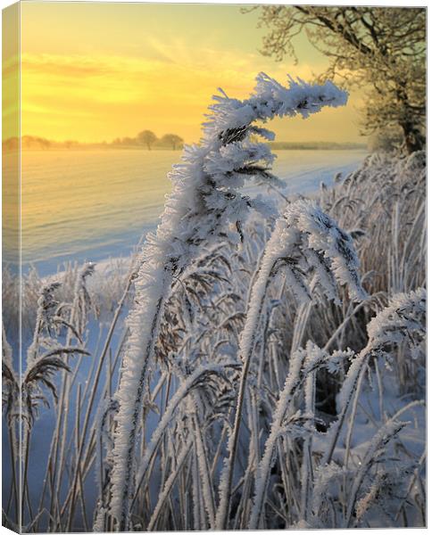 Frosts in the grass Canvas Print by Robert Fielding