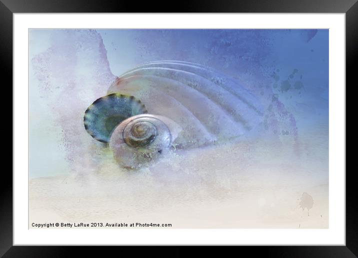 Three Sea Shells Framed Mounted Print by Betty LaRue