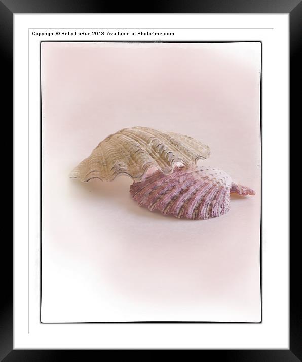 Sea Shell Love Framed Mounted Print by Betty LaRue