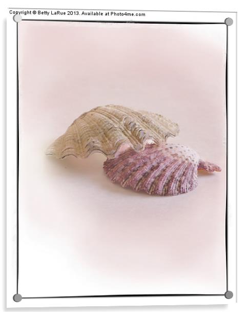 Sea Shell Love Acrylic by Betty LaRue