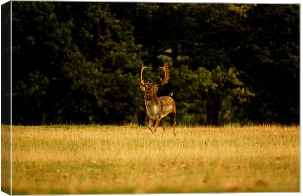 Stag in the open Canvas Print by Ian Young