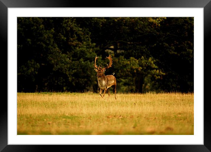Stag in the open Framed Mounted Print by Ian Young