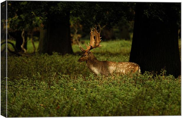 Stag in the woods Canvas Print by Ian Young