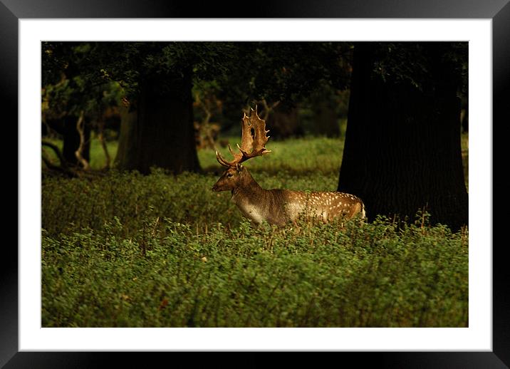 Stag in the woods Framed Mounted Print by Ian Young