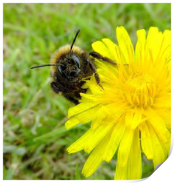 Gathering Pollen Print by Bob Legg