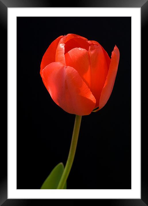 Red Tulip Framed Mounted Print by Mark Llewellyn
