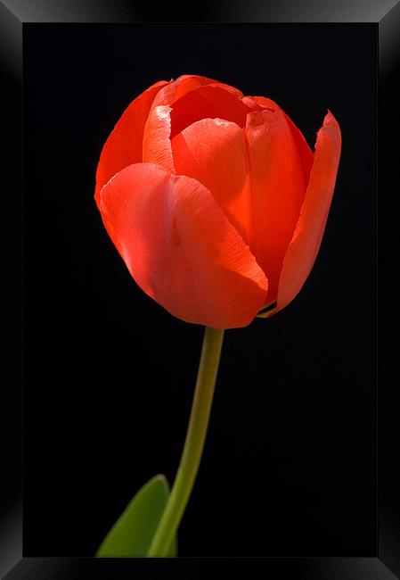 Red Tulip Framed Print by Mark Llewellyn