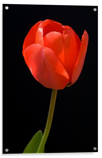 Red Tulip Acrylic by Mark Llewellyn