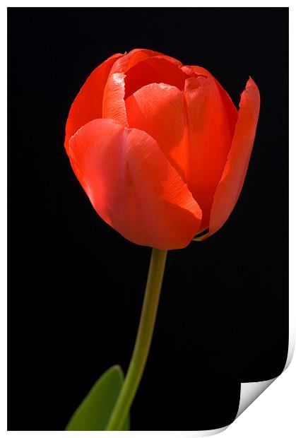 Red Tulip Print by Mark Llewellyn