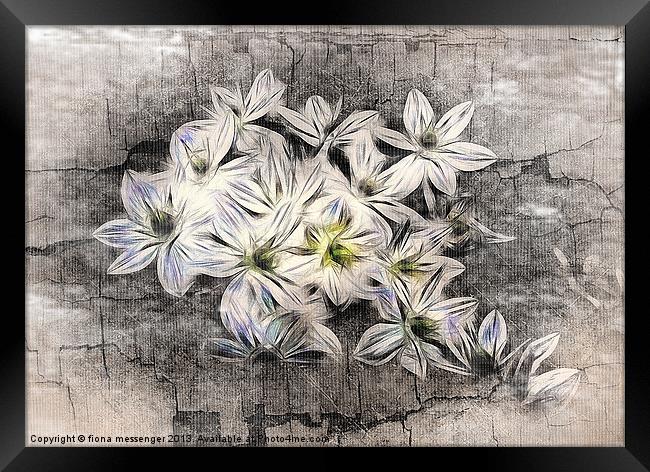 Allium Greys Framed Print by Fiona Messenger
