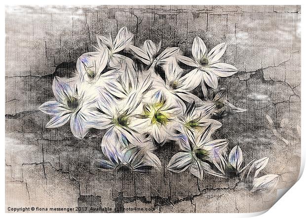 Allium Greys Print by Fiona Messenger